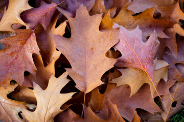 a bunch of autumn leaves after rain