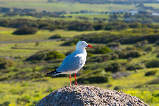 a young beautiful seagull standing on a grey rock in wild