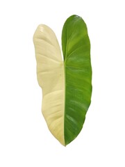 Philodendron variegated leaf. isolate white background.