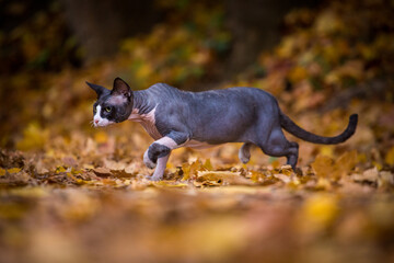 sphynx cat in autumn leaves