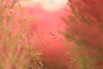 真っ赤なコキア