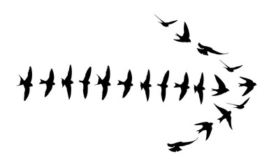 Fototapeta na wymiar Birds flying in arrow formation isolated, PNG.