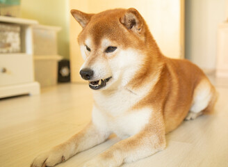 fluffy red dog Shiba Inu sits in a bright room during the day. Games, dog training, problems of raising purebred dogs. Shiba portrait