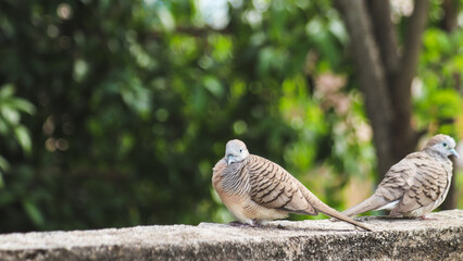 a small pigeon resting on the fence.
