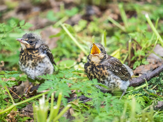 Two fieldfare chicks, Turdus pilaris, have left the nest and are sitting on the spring lawn. Fieldfare chicks sit on the ground and wait for food from its parents.