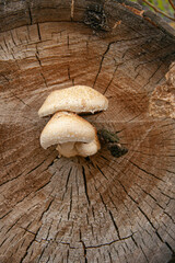 Wild mushrooms growth on a sawn wood