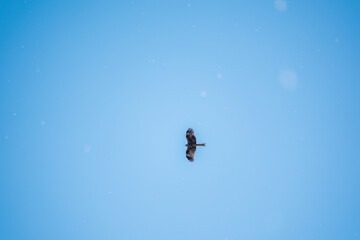 Fototapeta premium The bird of prey Black Kite flying in blue Sky in winter snowfall