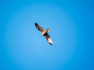 The bird of prey Black Kite flying in blue Sky