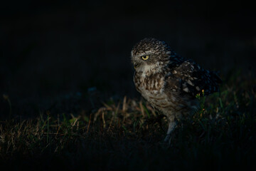 Burrowing owl (Athene cunicularia)   between the grass at sunrise.                                 
