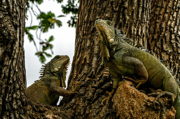 Iguanas at Seminario Park (Iguanas Park) - Guayaquil, Ecuador