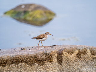 Common sandpiper, Actitis hypoleucos, resting lake shore under raindrops.