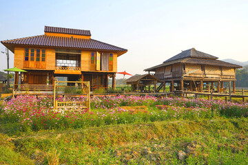 Tai Lue wooden house in the rice field. There is a flower garden in front of the house surrounded...