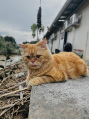 cat orange