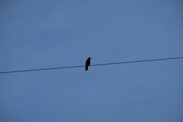 FU 2021-10-17 Wiehl T2 346 Ein Vogel sitzt auf dem Drahtseil