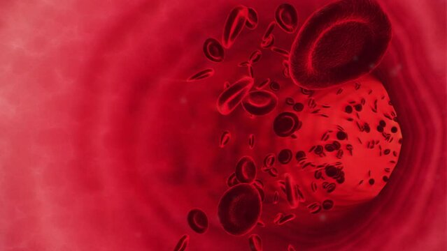 3D medical animation of red blood cells flowing through a blood vessel, microscopic bloodstream healthcare medicine education footage