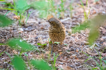 The common redstart, Phoenicurus phoenicurus, young bird, is sitting on a ground against a blurred background.