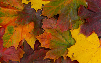 Naklejka na ściany i meble Autumn maple leaves background, colorful autumn background, maple leaves texture