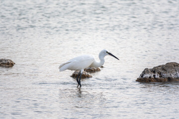 The small white heron or Little egret stands in the lake