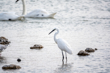 The small white heron or Little egret stands in the lake