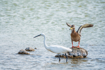 The small white heron or Little egret stands in the lake