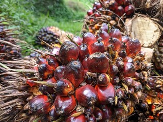 oil palm fruit harvested from plantations in south kalimantan
