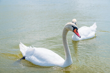 Two Graceful white Swans swimming in the lake, swans in the wild