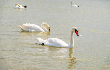 Two Graceful white Swans swimming in the lake, swans in the wild