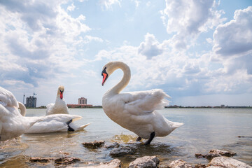 A large flock of graceful white swans swims in the lake., swans in the wild