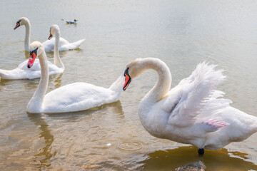 Obraz premium A large flock of graceful white swans swims in the lake., swans in the wild