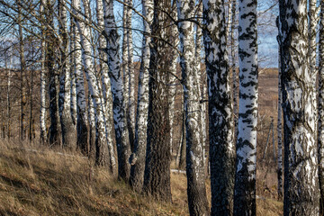 View of the trunks of birches in the autumn forest. Birches grow in a row in autumn. Sunny day in a birch grove