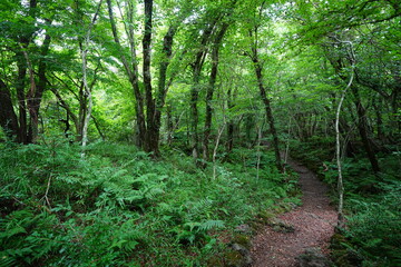 wild forest with fine path
