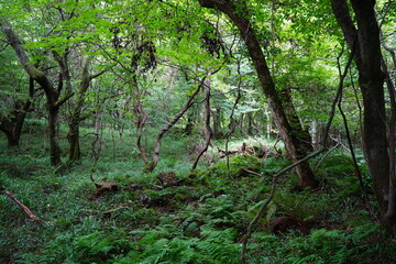 mossy rocks and old trees in primeval forest