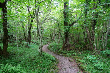 wild forest with fine path