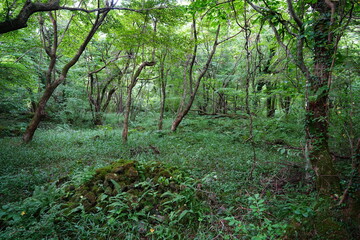 Fototapeta premium mossy rocks and old trees in primeval forest