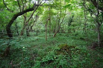 Obraz premium mossy rocks and old trees in primeval forest