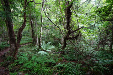 wild forest with old trees