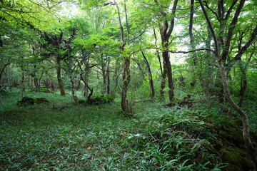 wild forest with old trees