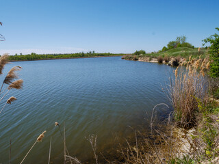 reeds and water