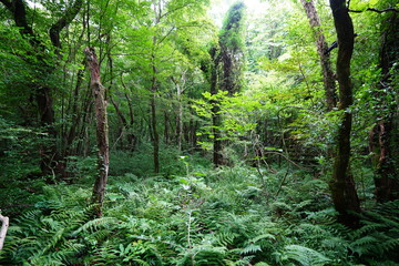 refreshing wild forest in the sunlight