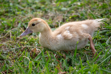 Little duckling on green grass in summer.