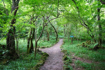 Fototapeta premium beautiful path in summer forest