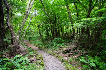 Fototapeta na wymiar beautiful path in summer forest