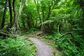 Fototapeta na wymiar fine path in summer forest