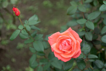 薔薇