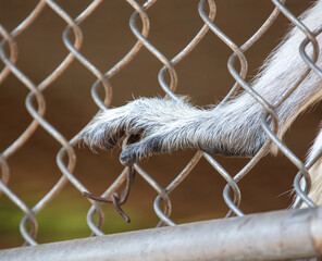 Monkey paw in a zoo cage.