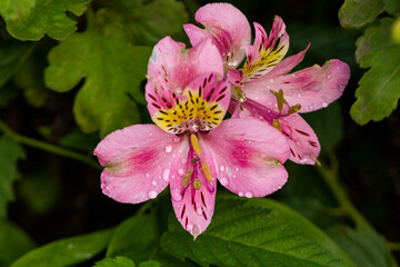 Fototapeta premium Closeup of Lily of the Incas