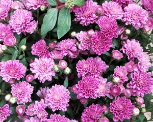 Purple Chrysanthemums flowers