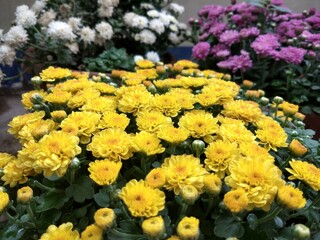 Group of Chrysanthemums flowers