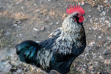 Blue Silverudd, top view. Rooster in the poultry yard of the farm. Cock breed Blue Silverudd in...