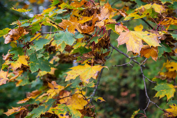 Autumn leaves on trees and ground in the forest on a sunny clear day. Autumn.